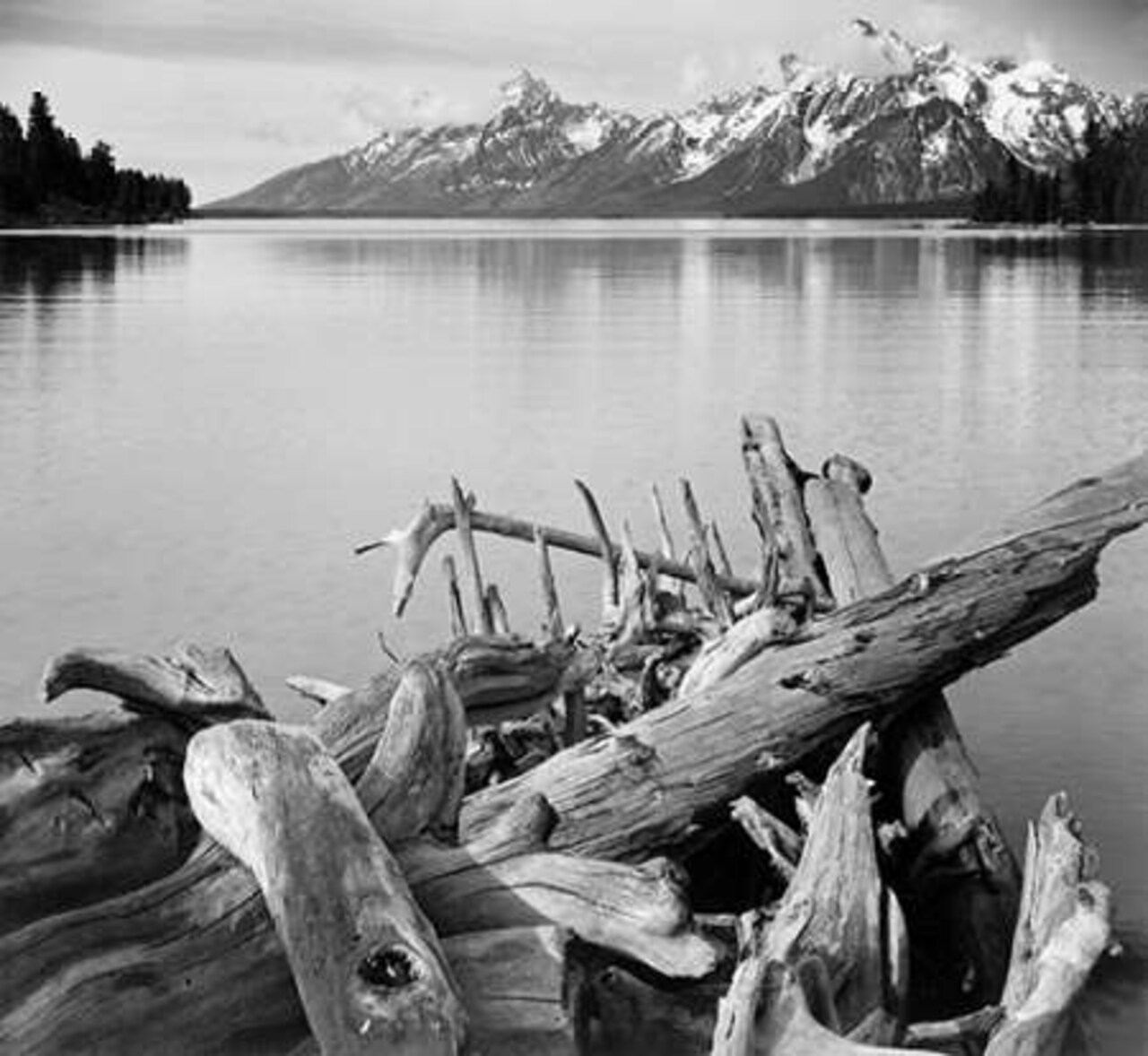 Driftwood on shore of Jackson Lake, with Teton Range in background, Grand Teton National Park, Wyomi Poster Print by Ansel Adams - Item # VARPDX460785